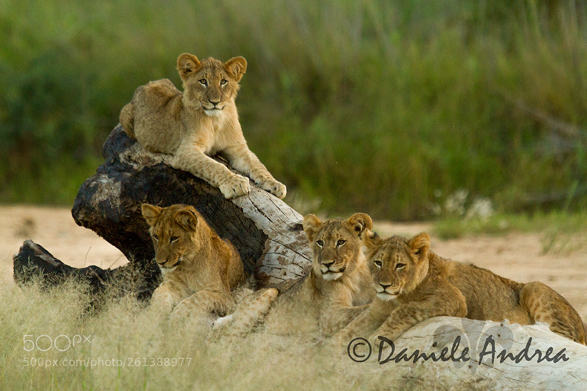 Canon EOS 7D sample photo. Young lions photography