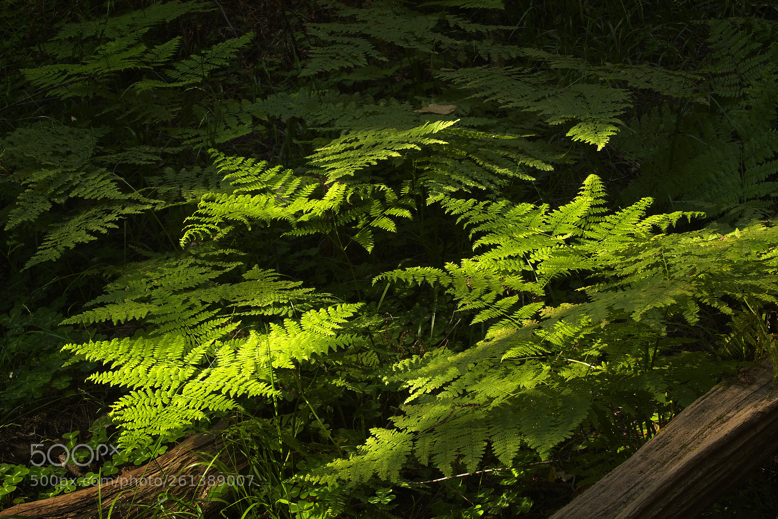 Sony a7R II sample photo. Ferntastic photography
