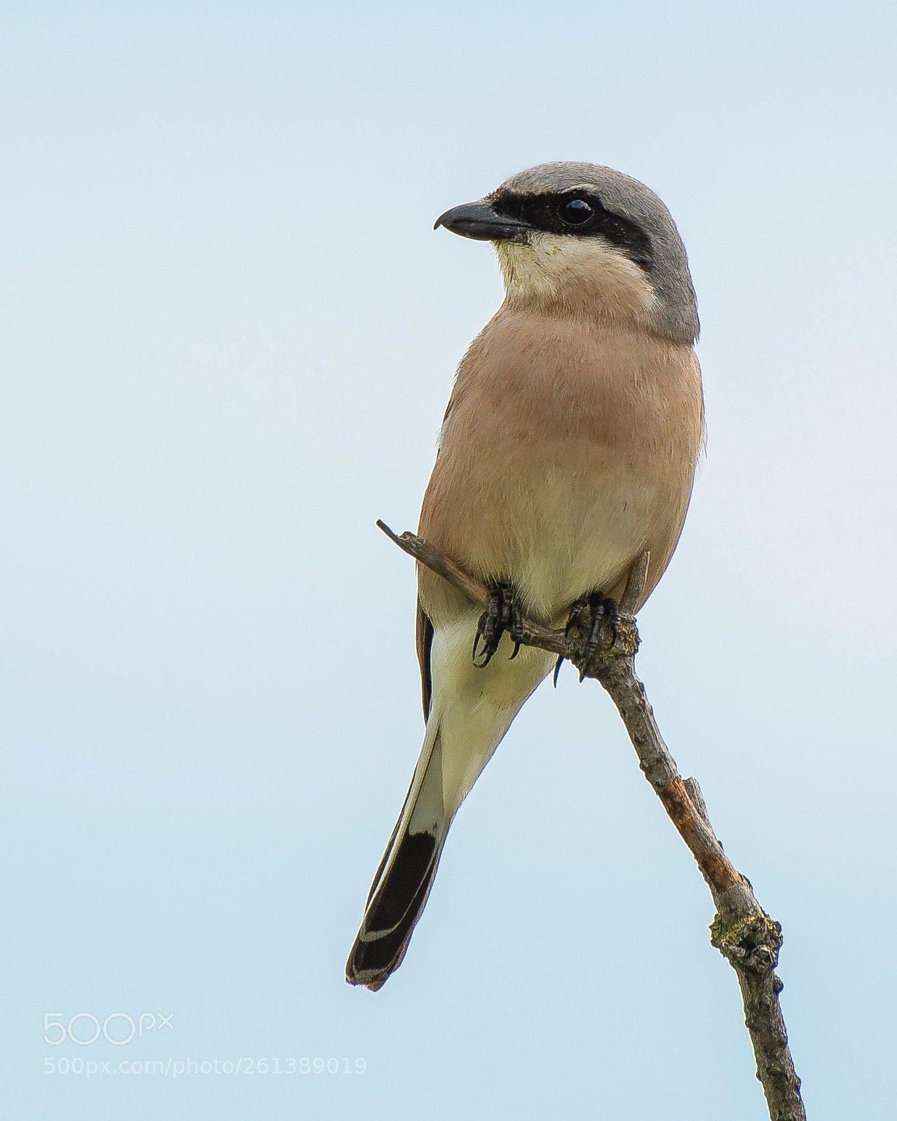 Nikon D500 sample photo. Red-backed shrike ♂  (lanius collurio) photography