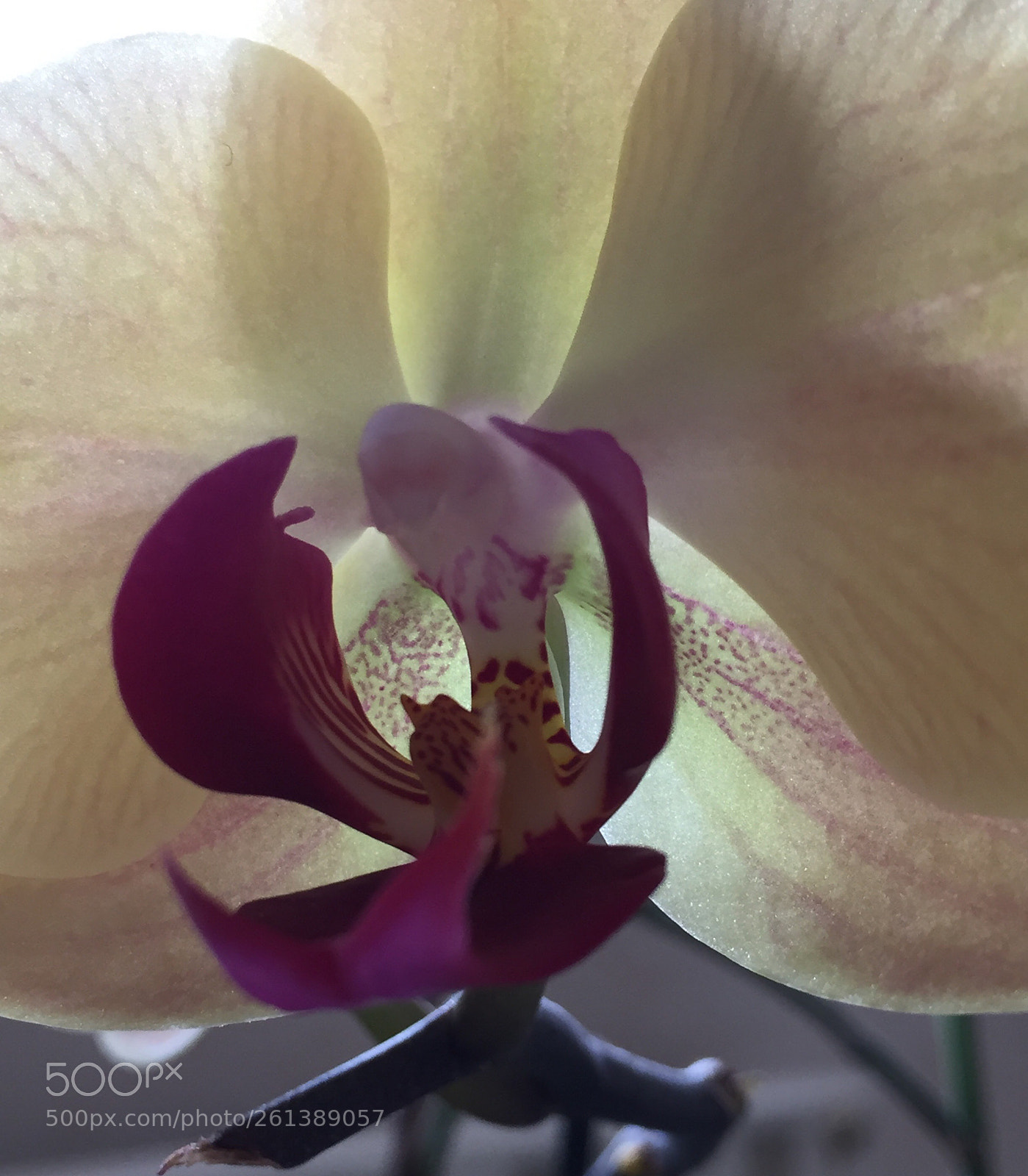Apple iPhone 6 sample photo. Untitled photography