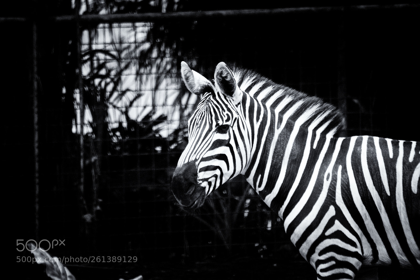 Sony SLT-A58 sample photo. #zebra photography