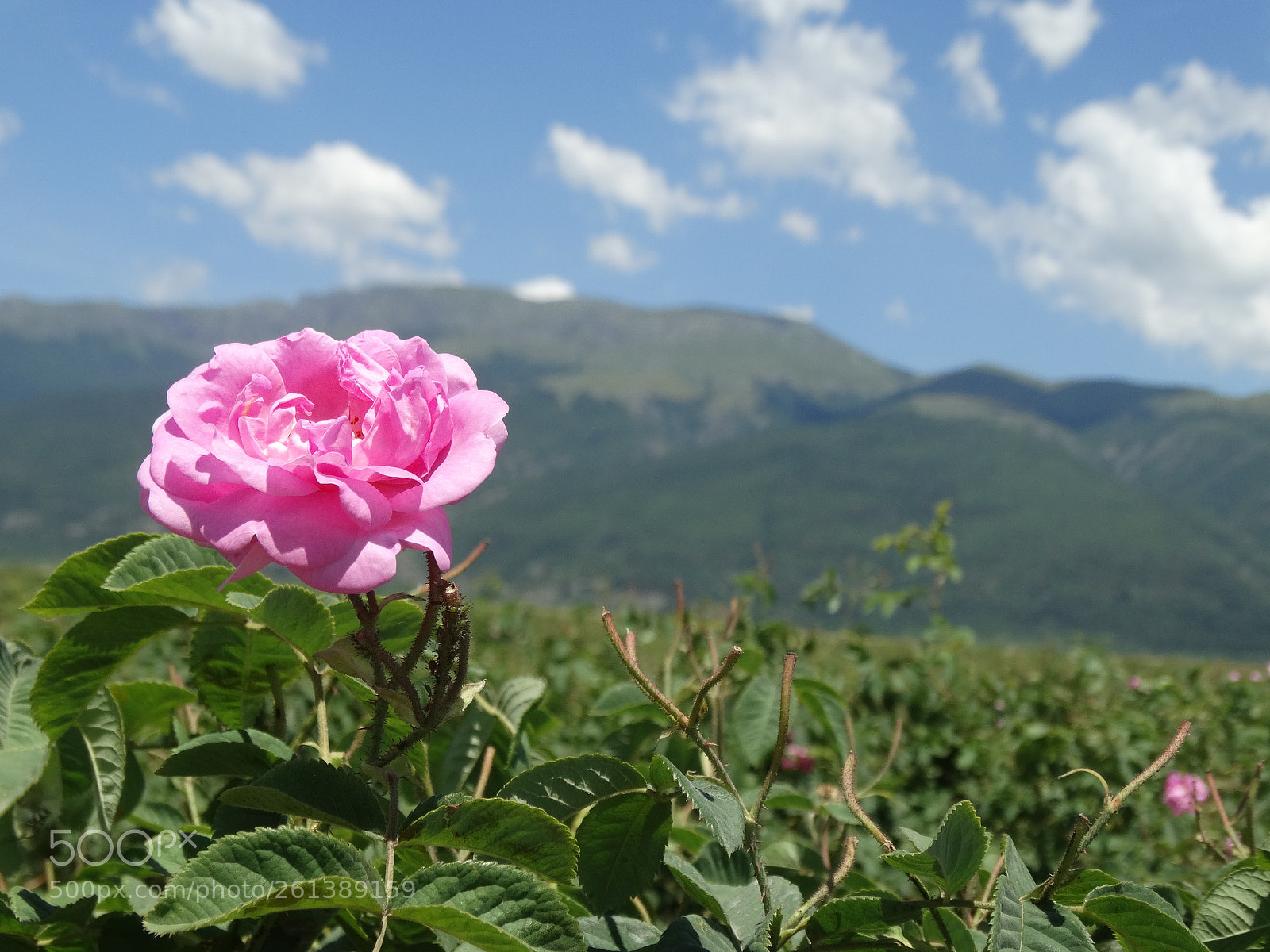 Sony Cyber-shot DSC-HX300 sample photo. Bulgarian roses photography