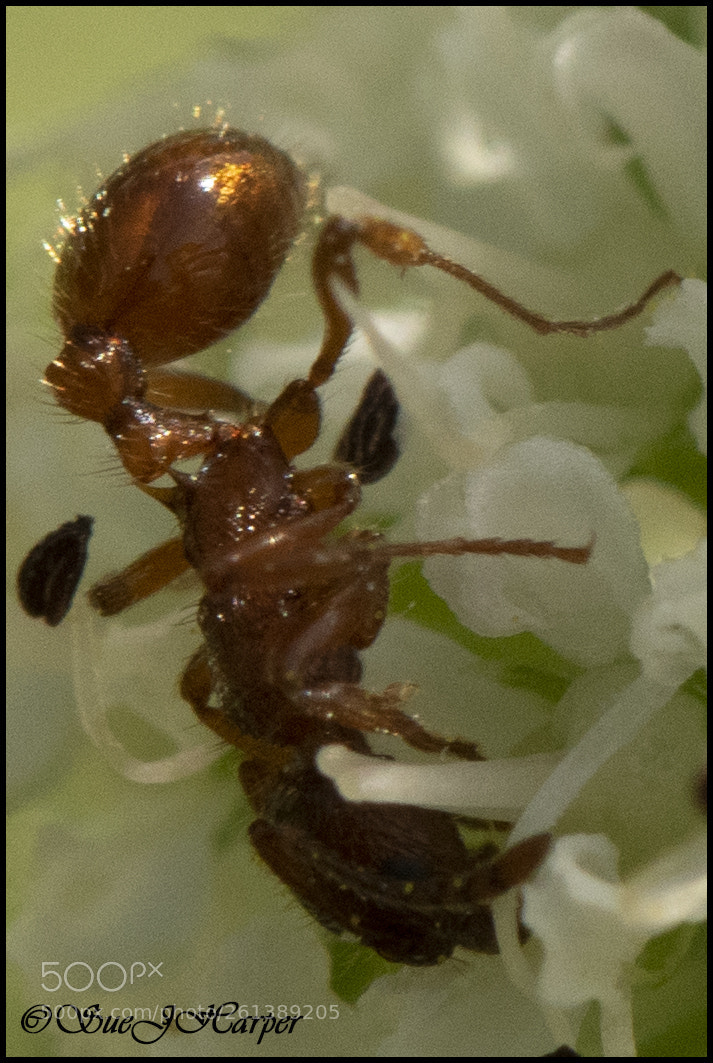 Nikon D5500 sample photo. Ant photography