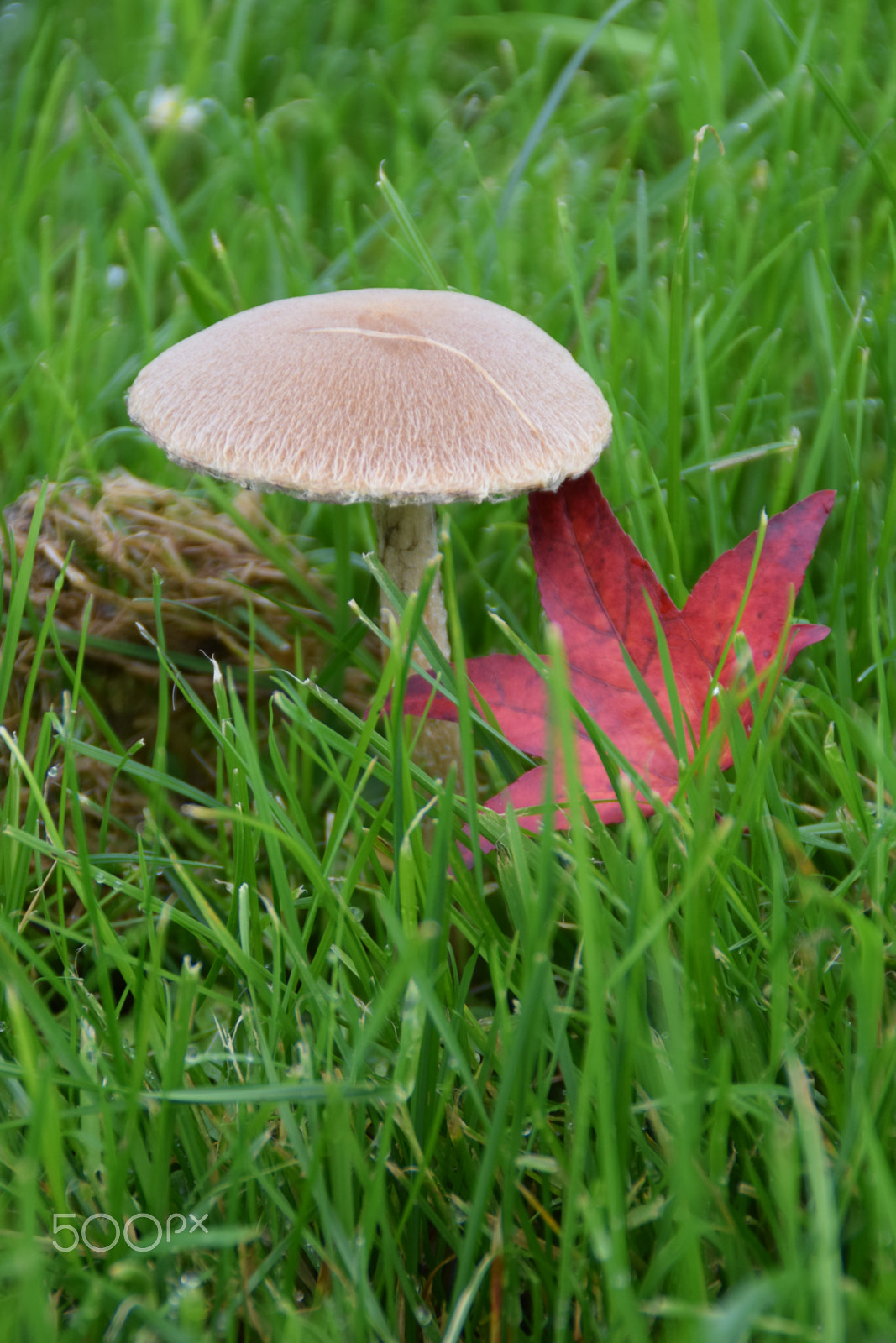 Nikon D5300 sample photo. Fungi photography