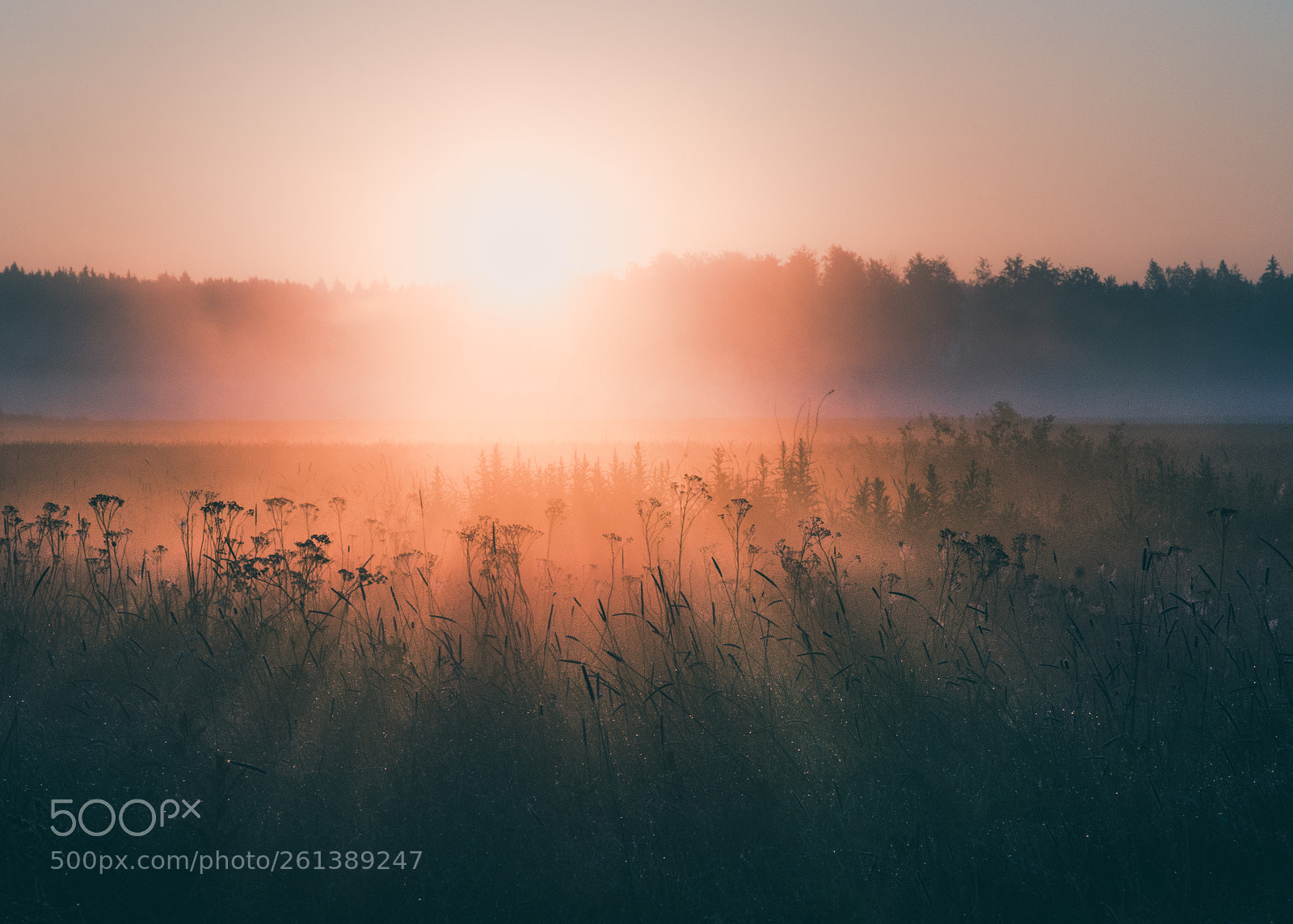Nikon D7000 sample photo. Foggy summer sunrise photography
