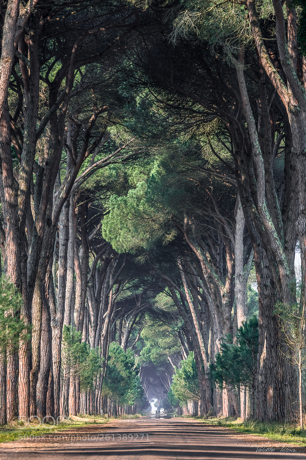 Nikon D500 sample photo. Natural park migliarino san photography