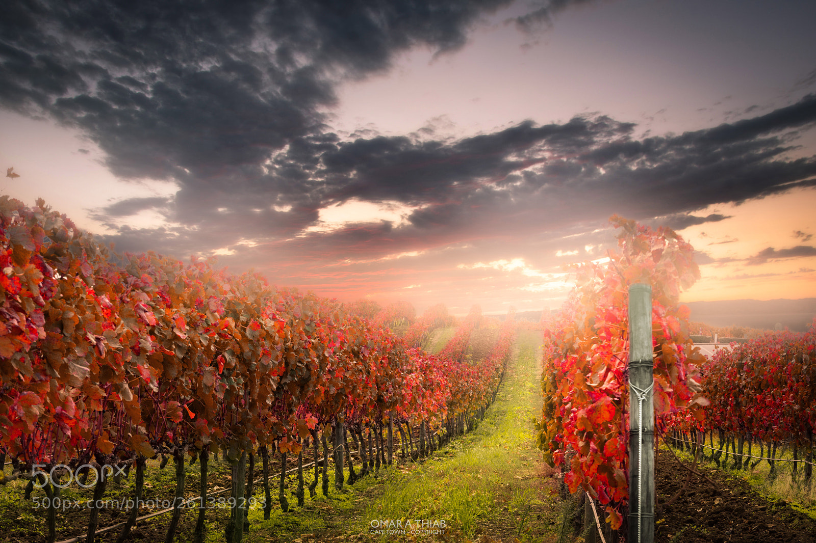 Nikon D7200 sample photo. Cape town wine farm photography