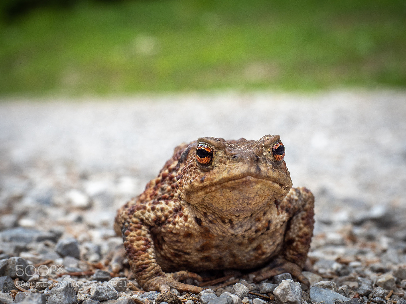 Olympus OM-D E-M5 II sample photo. Prince? photography