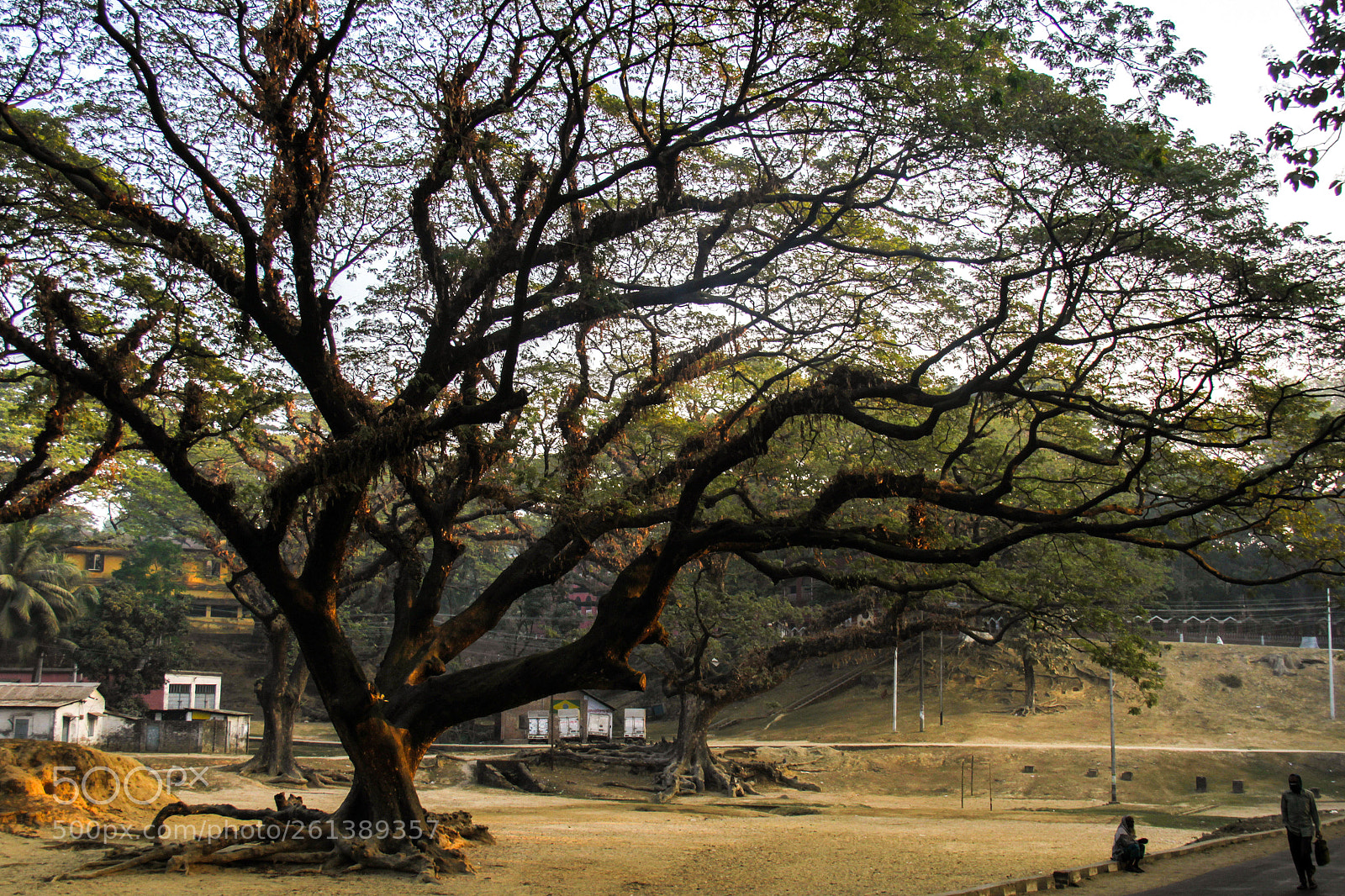 Canon EOS 7D sample photo. Old tree photography