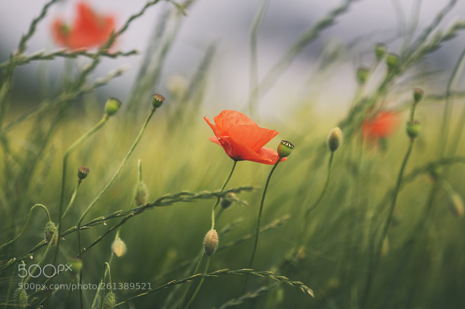 Canon EOS 6D sample photo. Papaver rhoeas | common poppy photography
