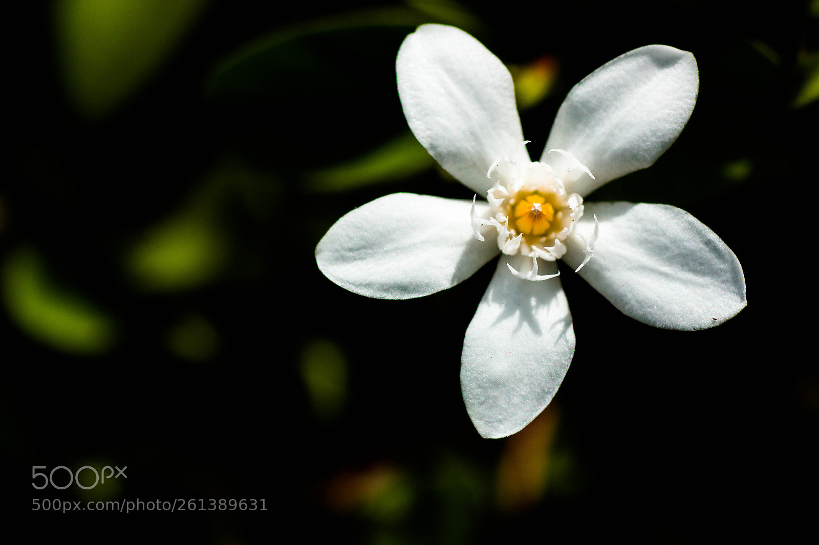Canon EOS 60D sample photo. Noname18 photography
