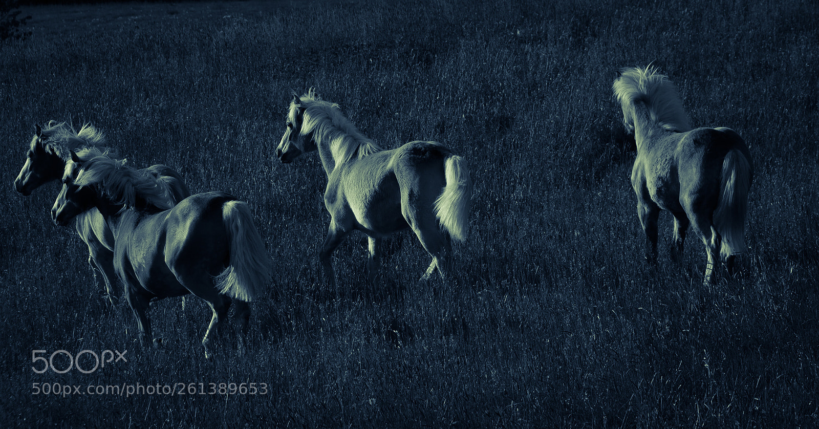 Canon EOS 600D (Rebel EOS T3i / EOS Kiss X5) sample photo. Horses photography