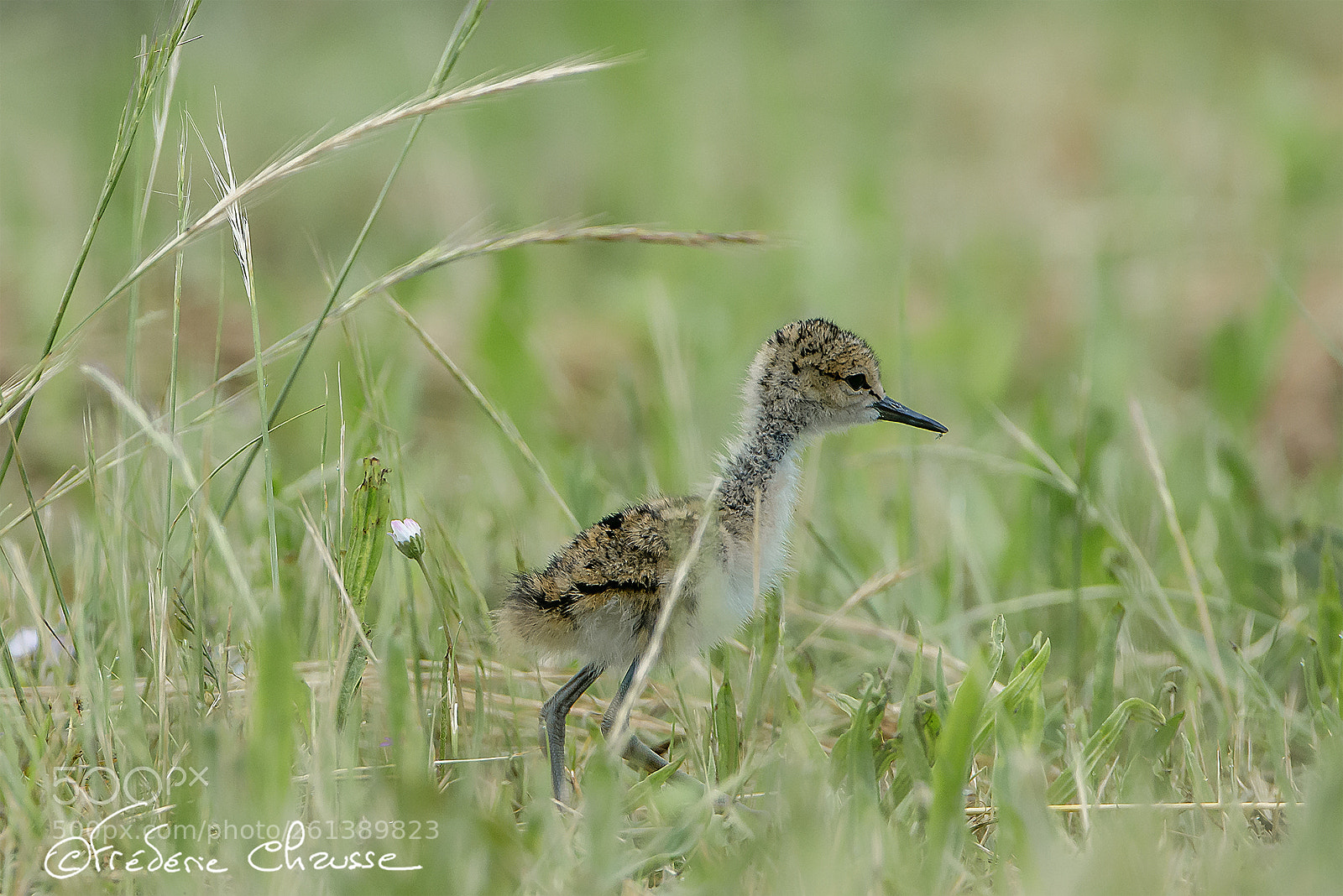 Nikon D800E sample photo. Himantopus himantopus photography