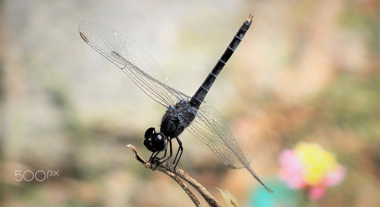 Fujifilm FinePix HS28EXR sample photo. Dragonfly photography