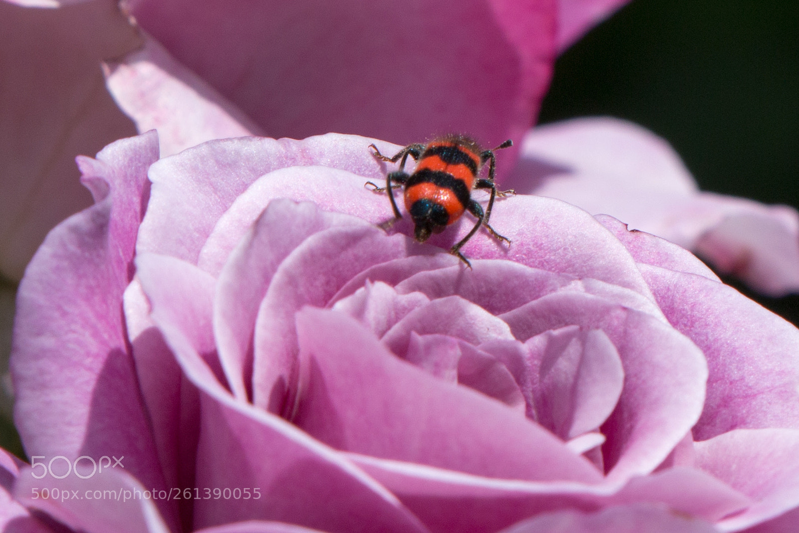Canon EOS 70D sample photo. Au hasard d'une rose photography