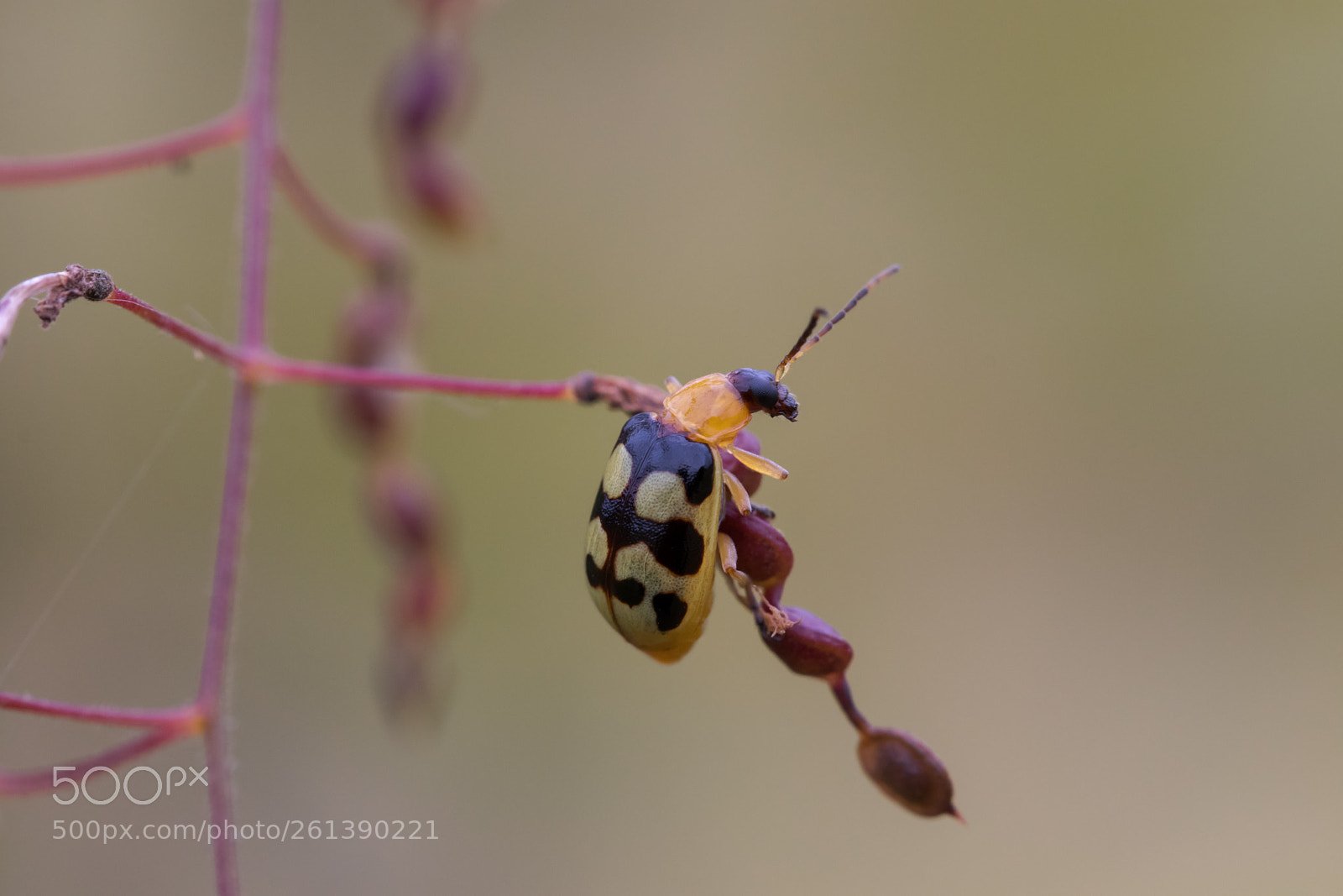 Canon EOS 80D sample photo. The bug photography