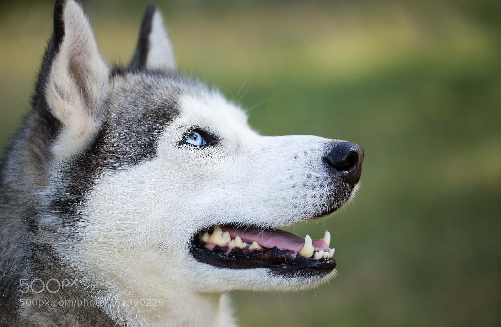 Canon EOS 6D sample photo. Siberian husky. close-up. photography