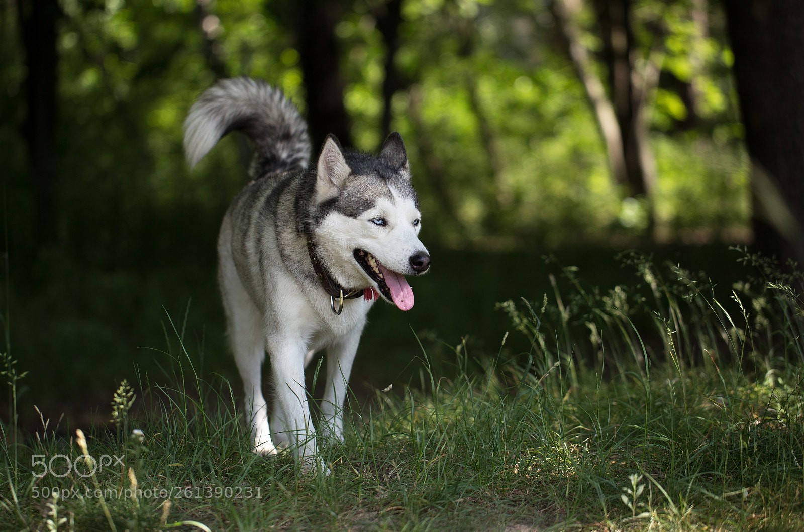 Canon EOS 6D sample photo. Siberian husky. close-up. photography
