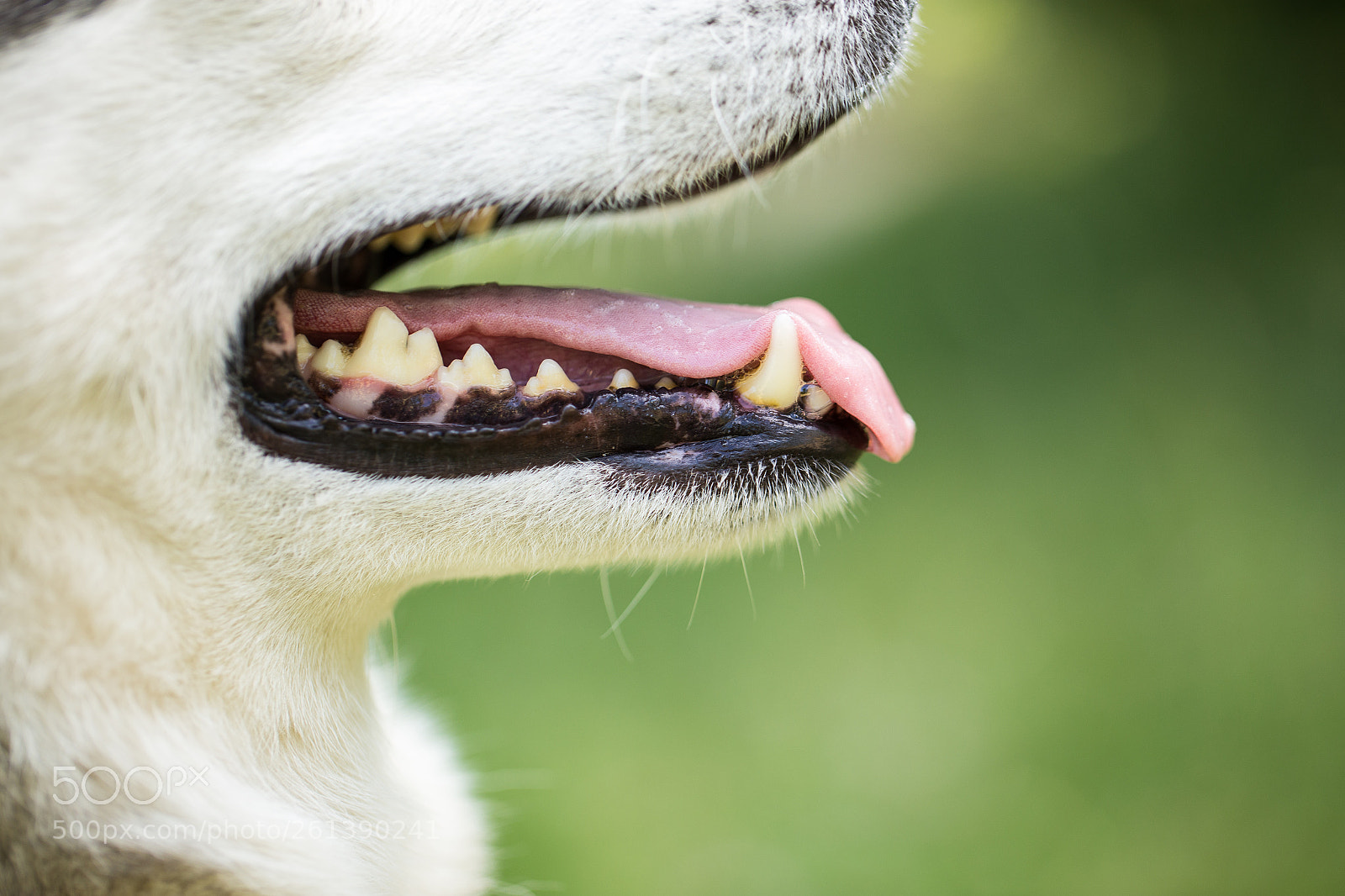 Canon EOS 6D sample photo. Siberian husky. close-up. photography