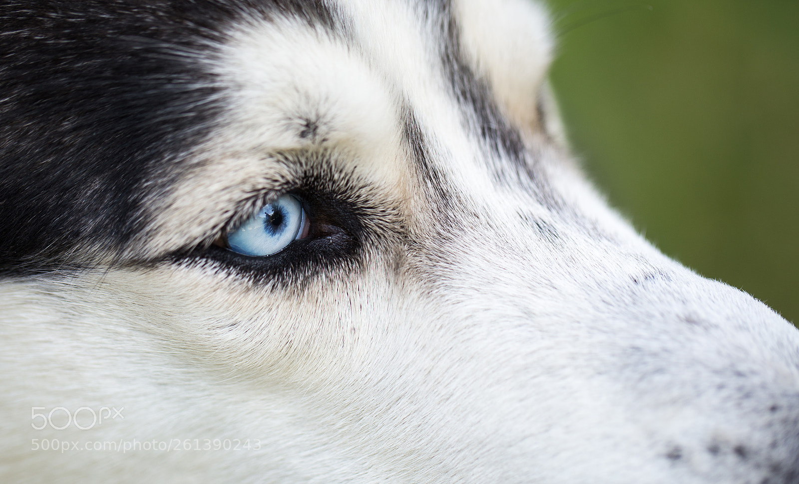 Canon EOS 6D sample photo. Siberian husky. close-up. photography