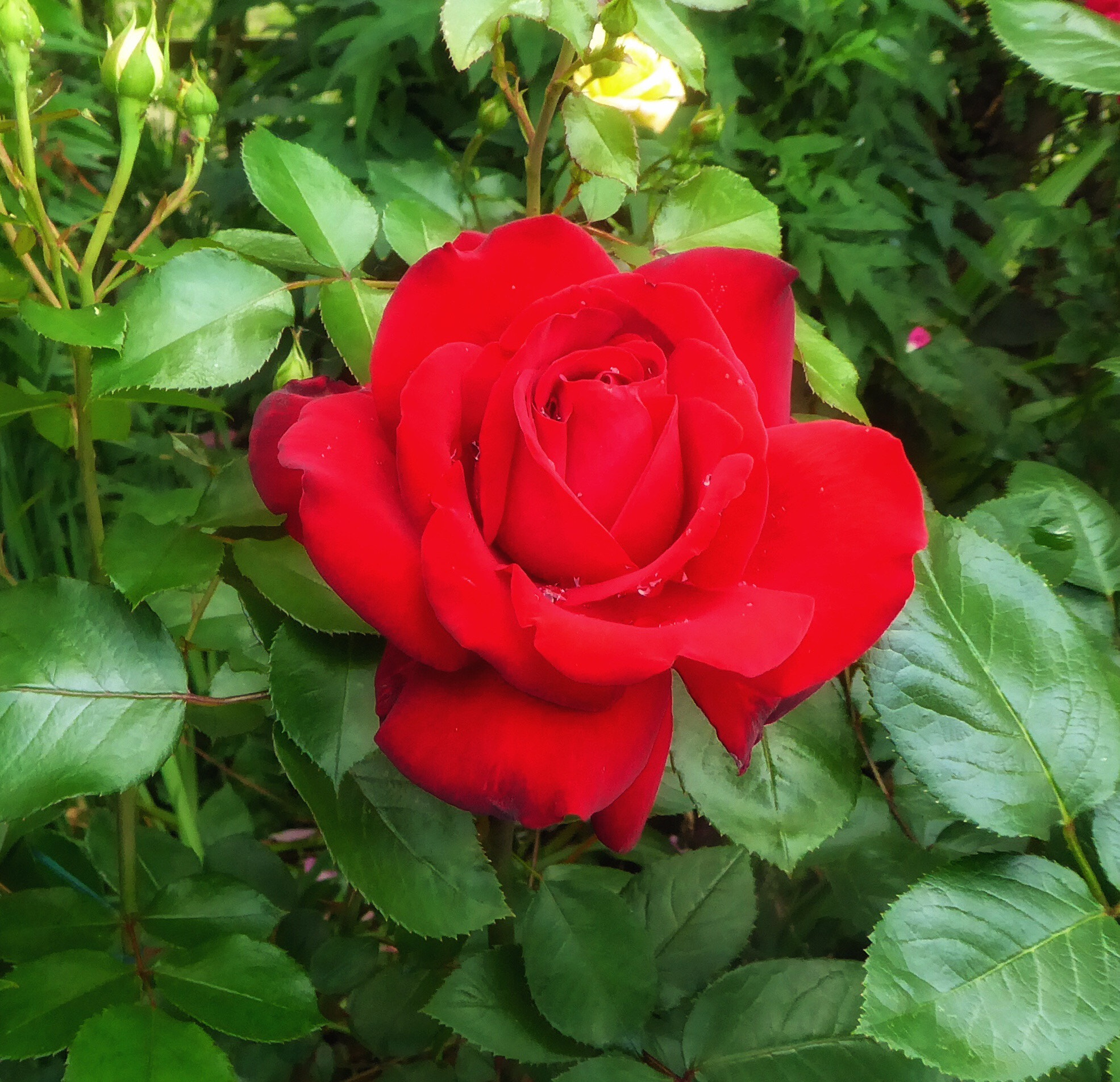 Panasonic DMC-TZ71 sample photo. Red rose the flower of love photography