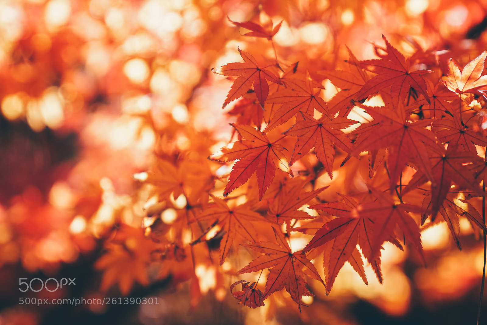 Sony a7R II sample photo. Maple photography