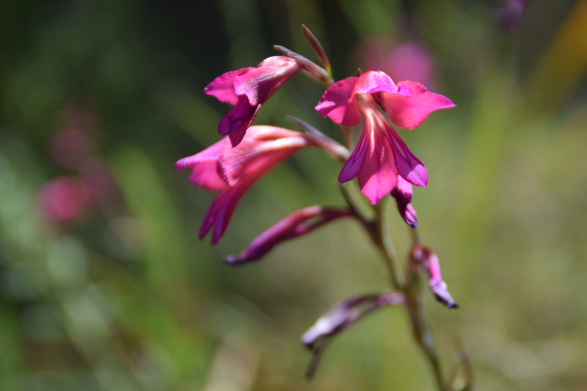 Nikon D5300 sample photo. Plant photography