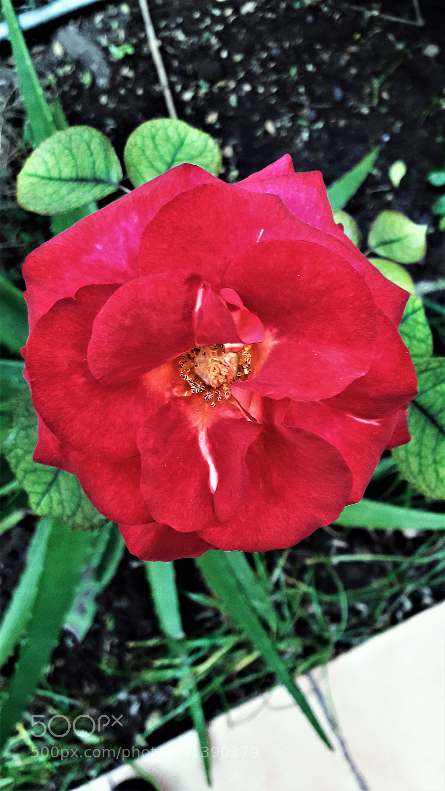 Samsung Galaxy J7 sample photo. Red rose photography