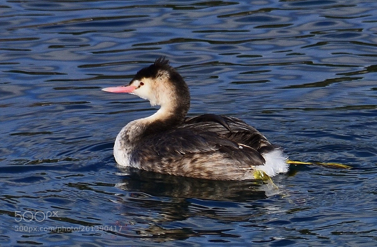Nikon D7000 sample photo. Cute duck photography