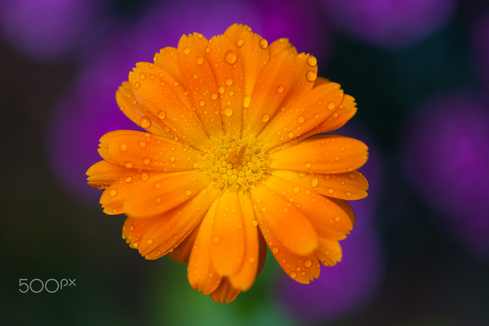 Nikon D3X sample photo. Calendula 2018 photography