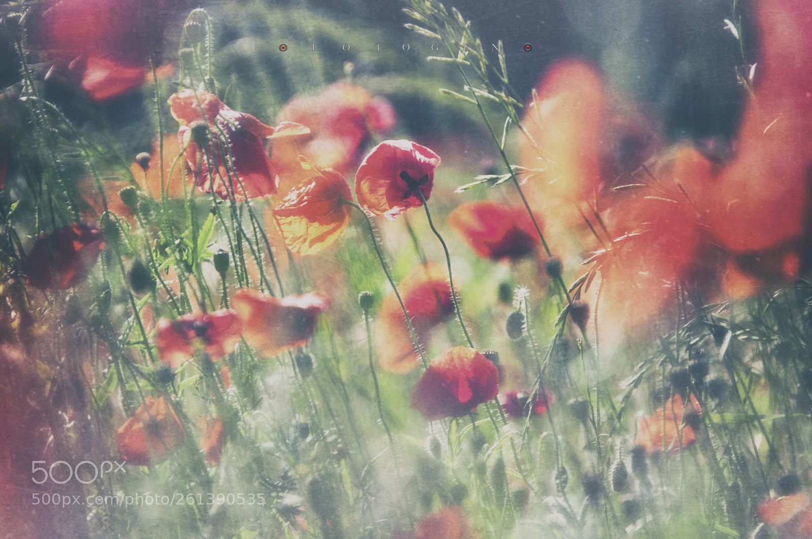Nikon D300S sample photo. Memories photography