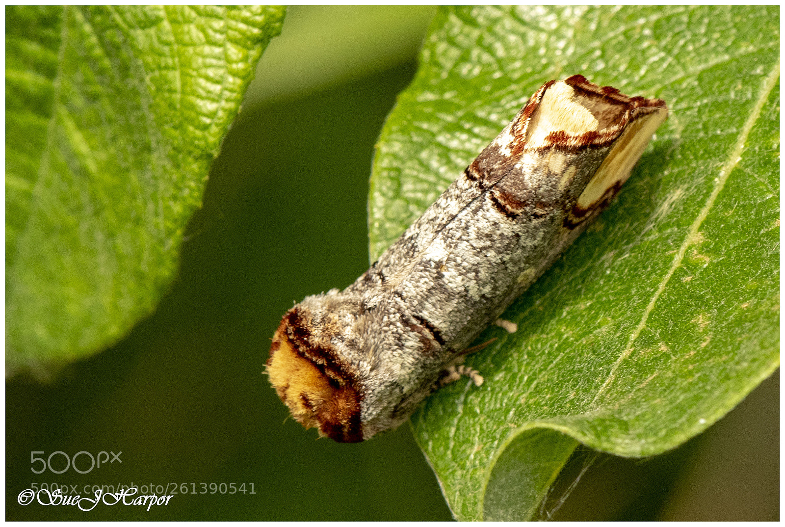 Nikon D5500 sample photo. Cigarette butt moth photography