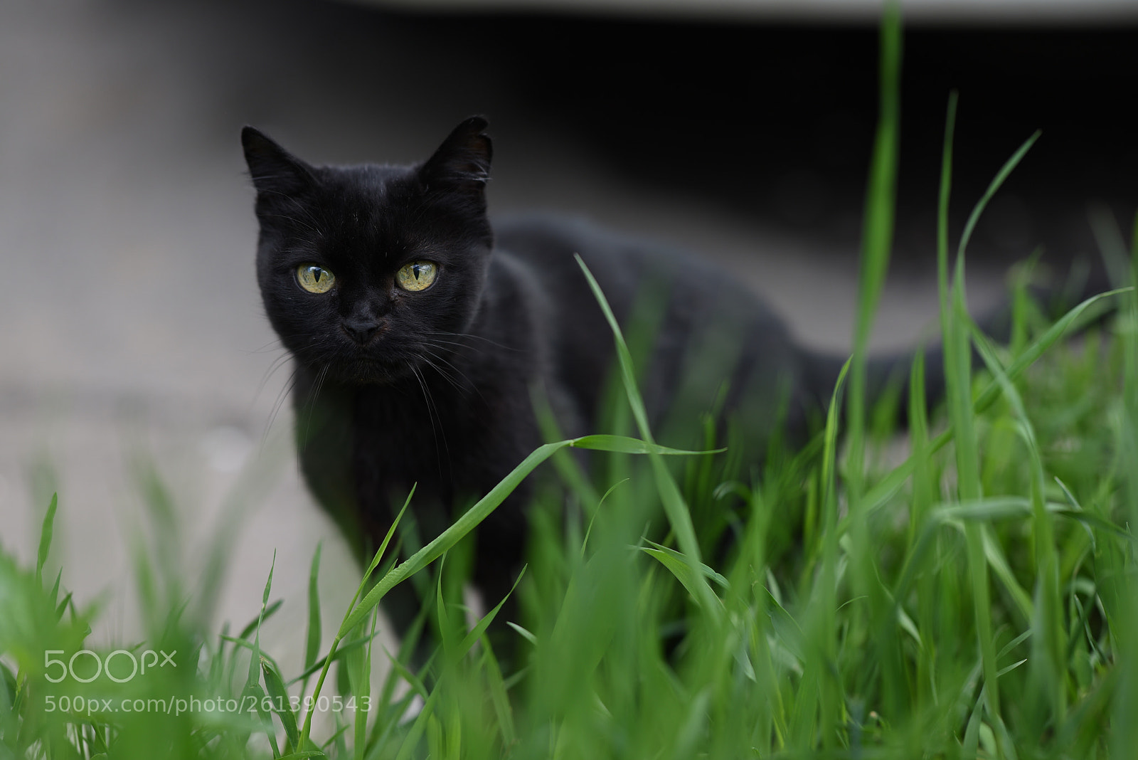 Nikon D810 sample photo. Black cat photography