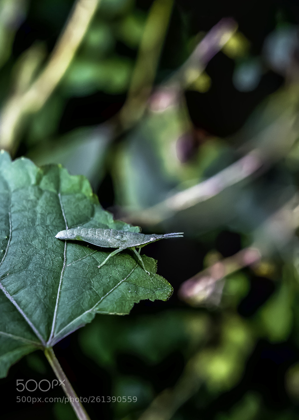 Canon EOS 60D sample photo. Shrimp? photography