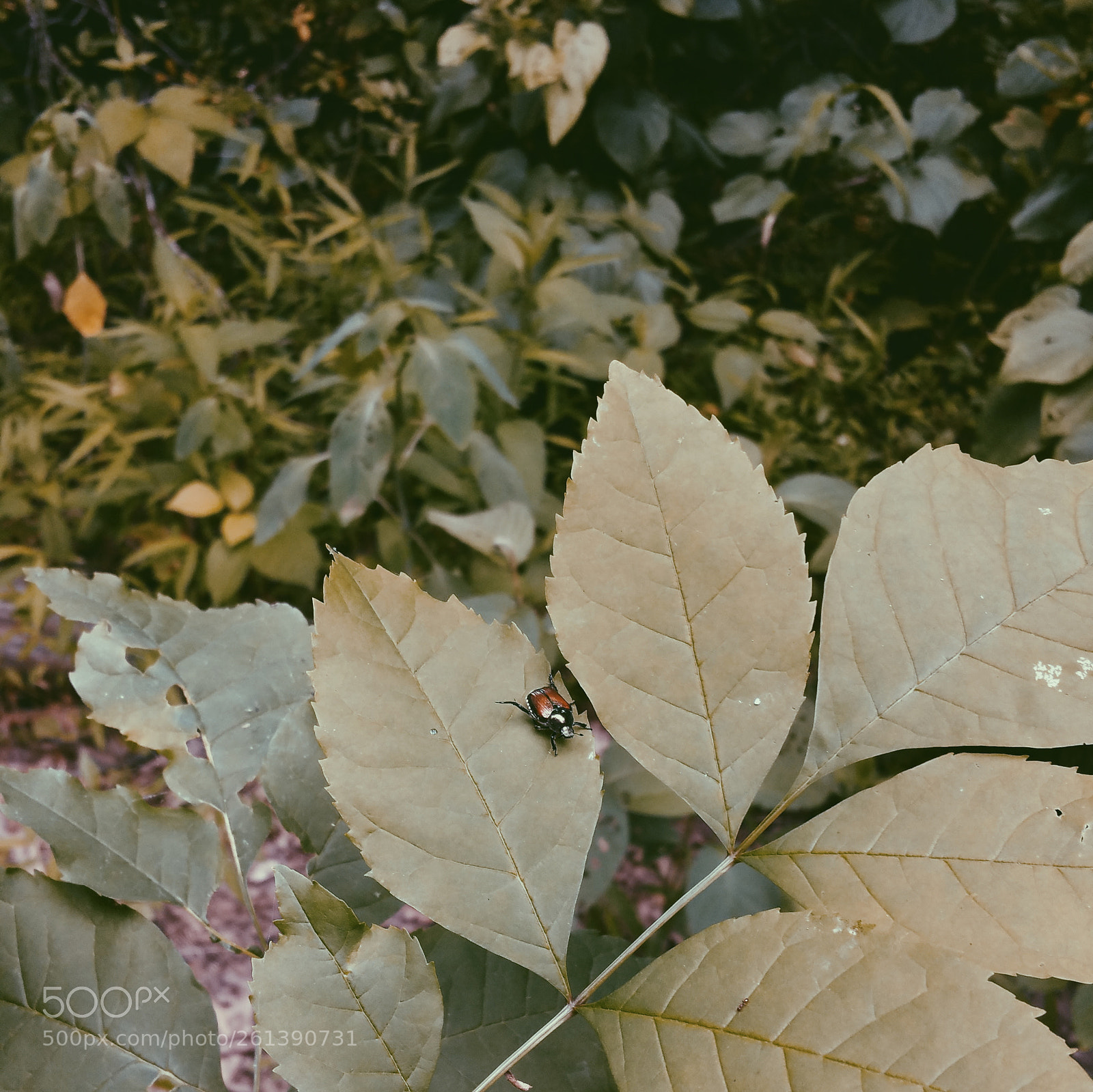 Samsung Galaxy Note4 sample photo. Untitled photography