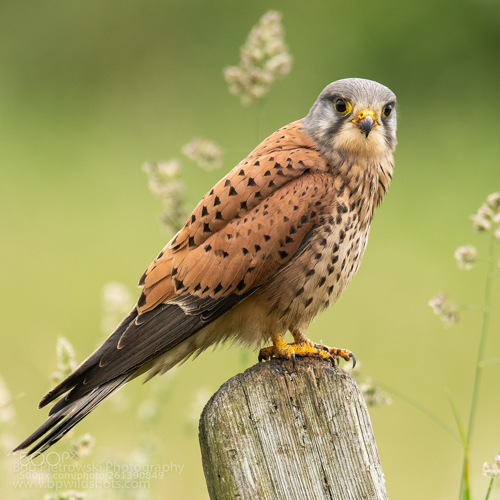 Nikon D500 sample photo. Male kestrel photography
