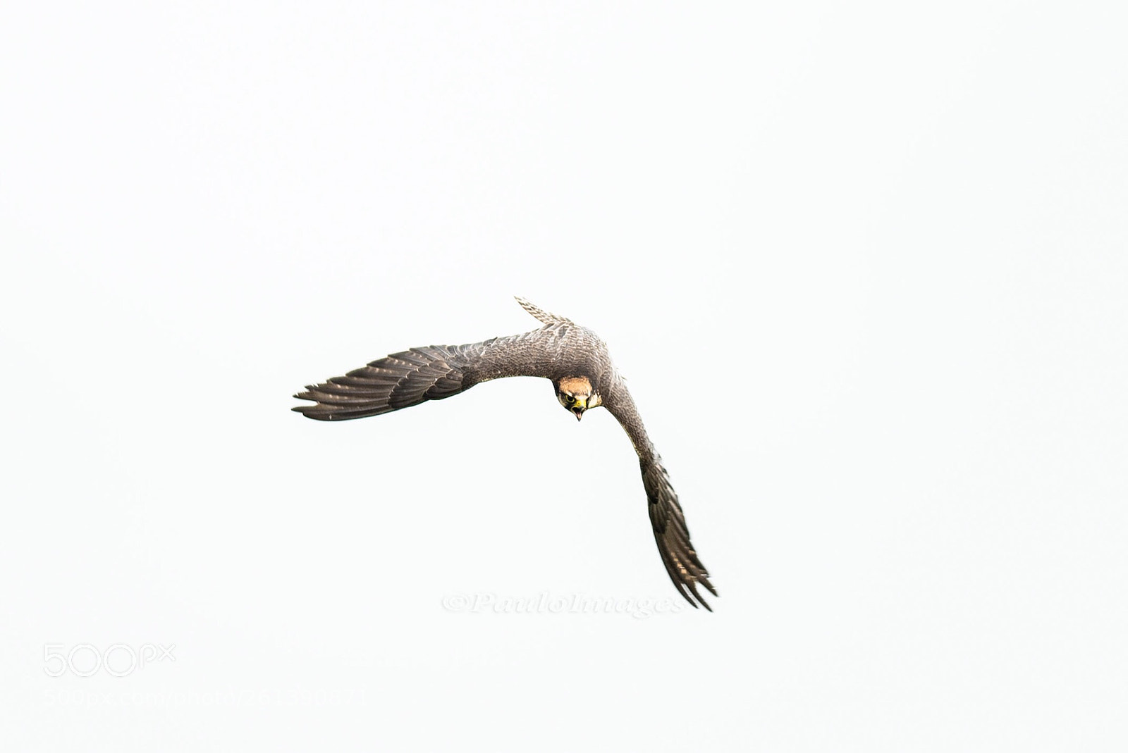 Nikon D810 sample photo. Attack mode! photography