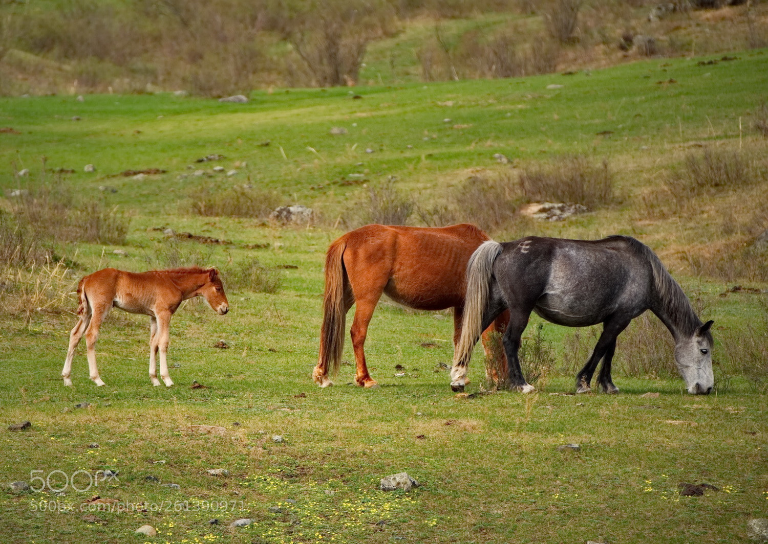 Fujifilm X-T1 sample photo. Russia. horses on the photography