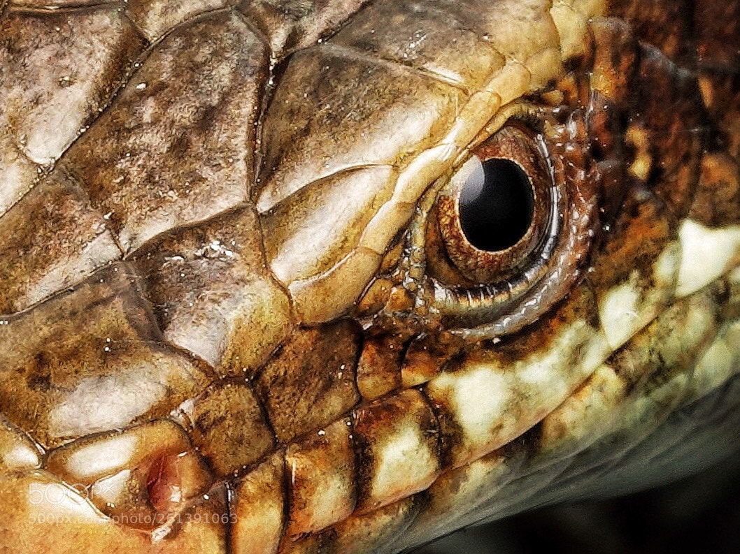 Sony a7R III sample photo. The eye of skink photography