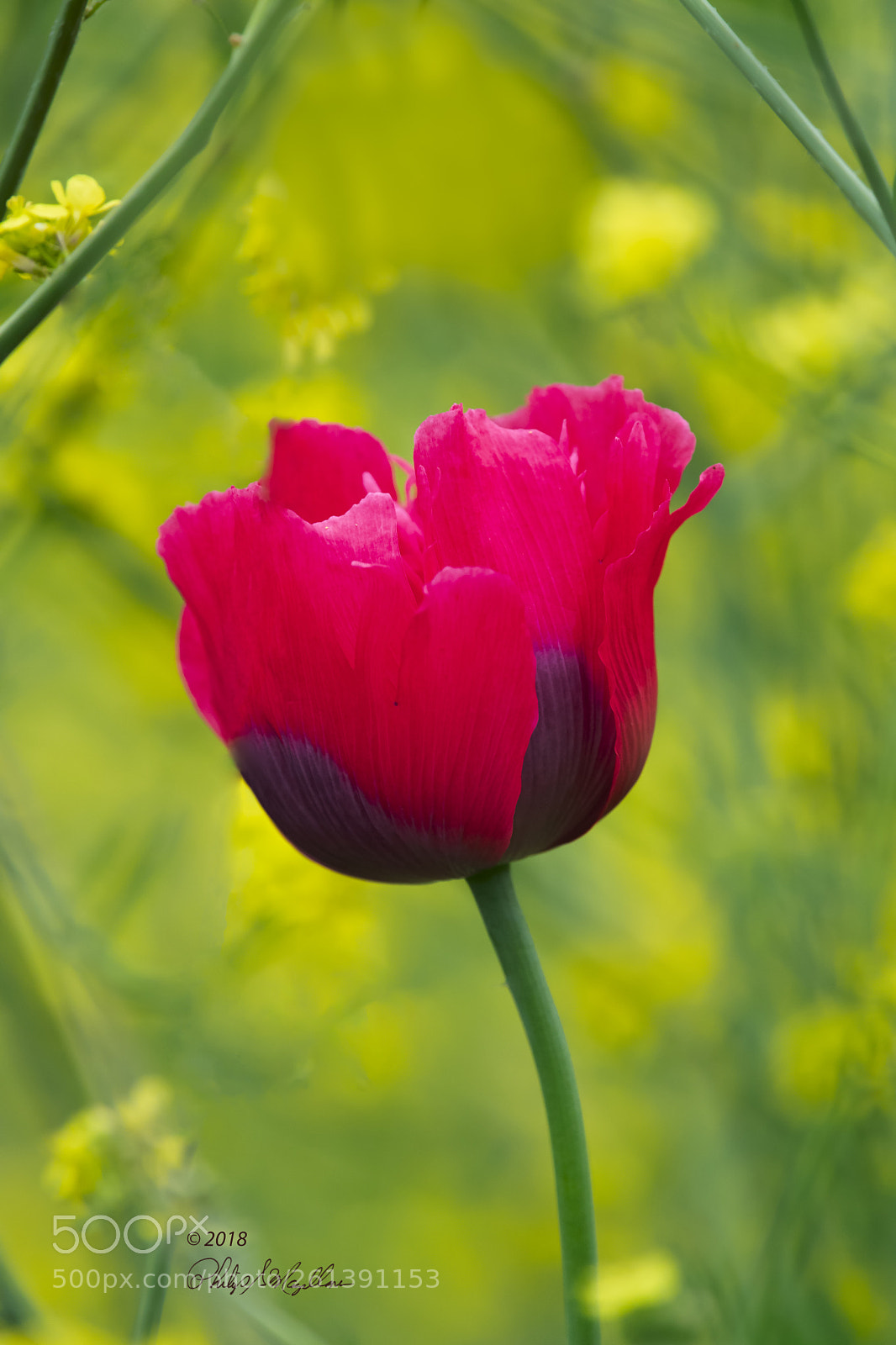 Nikon D500 sample photo. Poppy in mustard photography