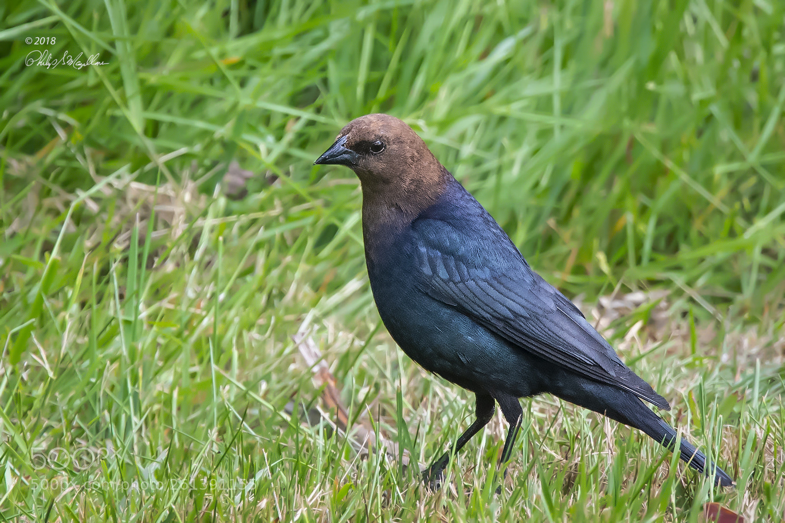 Nikon D500 sample photo. Brown headed cowbird male photography
