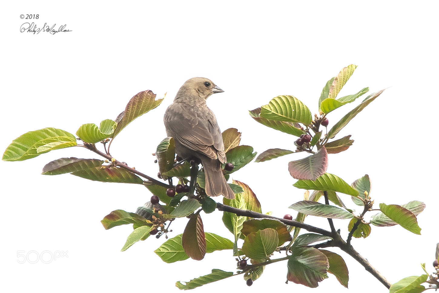 Nikon D500 sample photo. Brown headed cowbird female photography
