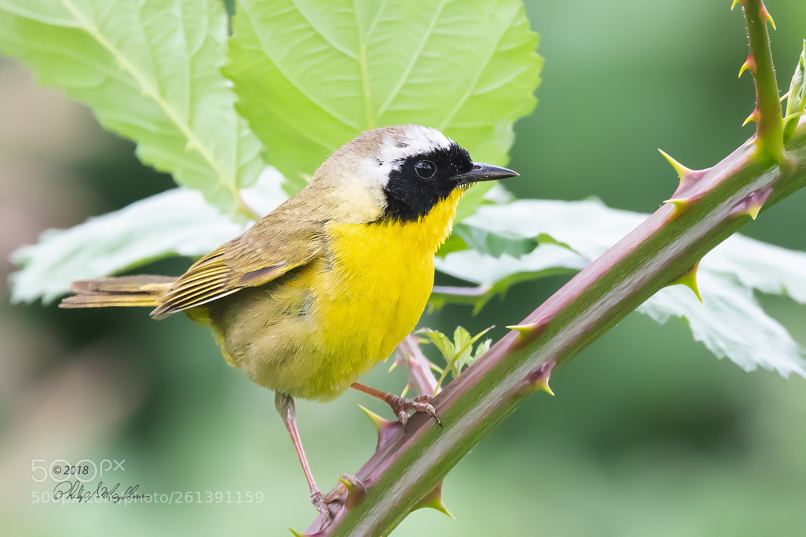 Nikon D500 sample photo. Common yellowthroat photography