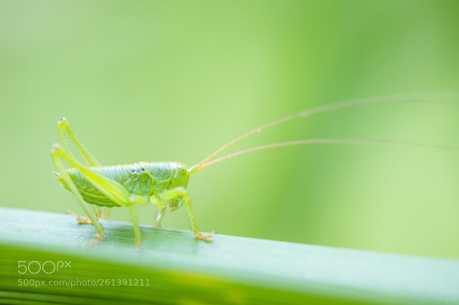 Canon EOS 80D sample photo. Grasshopper photography