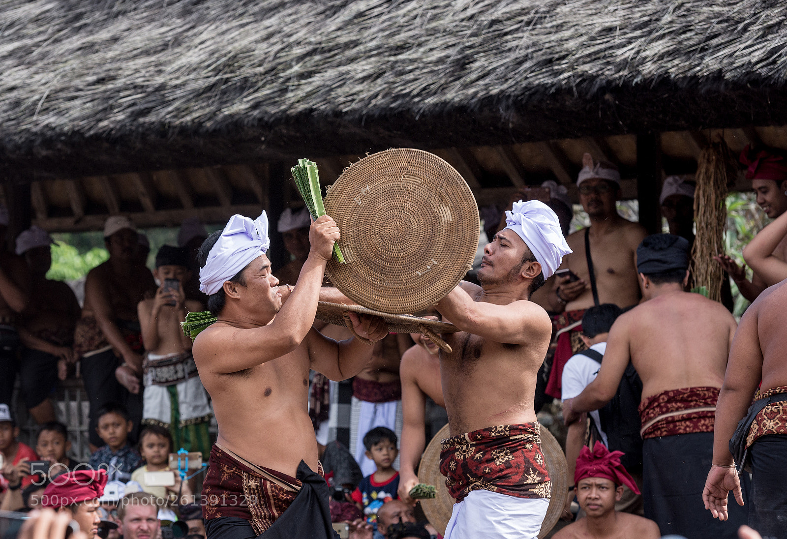 Nikon D600 sample photo. Pandanus fight photography