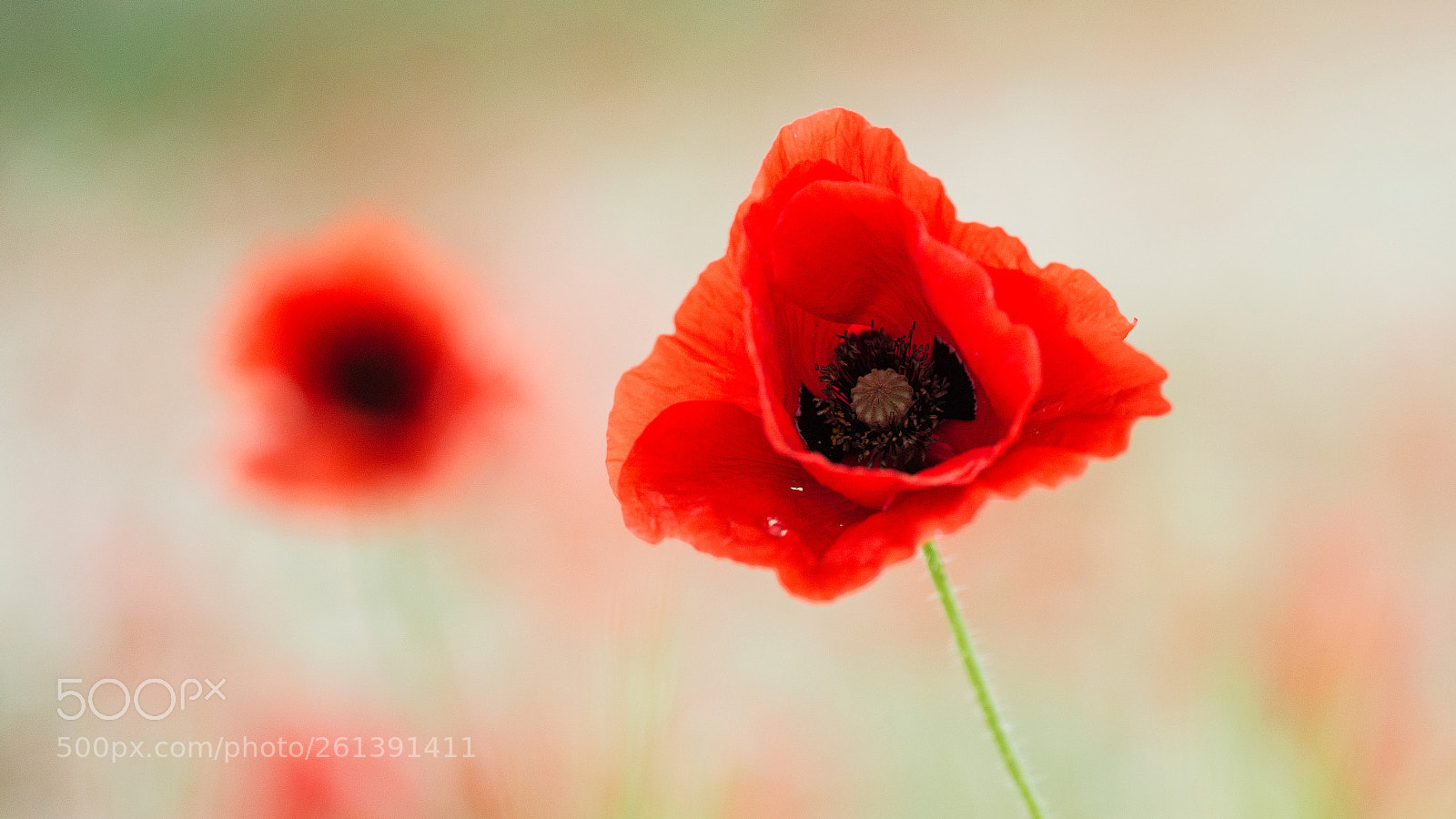 Nikon D800 sample photo. Poppies in the meadow photography