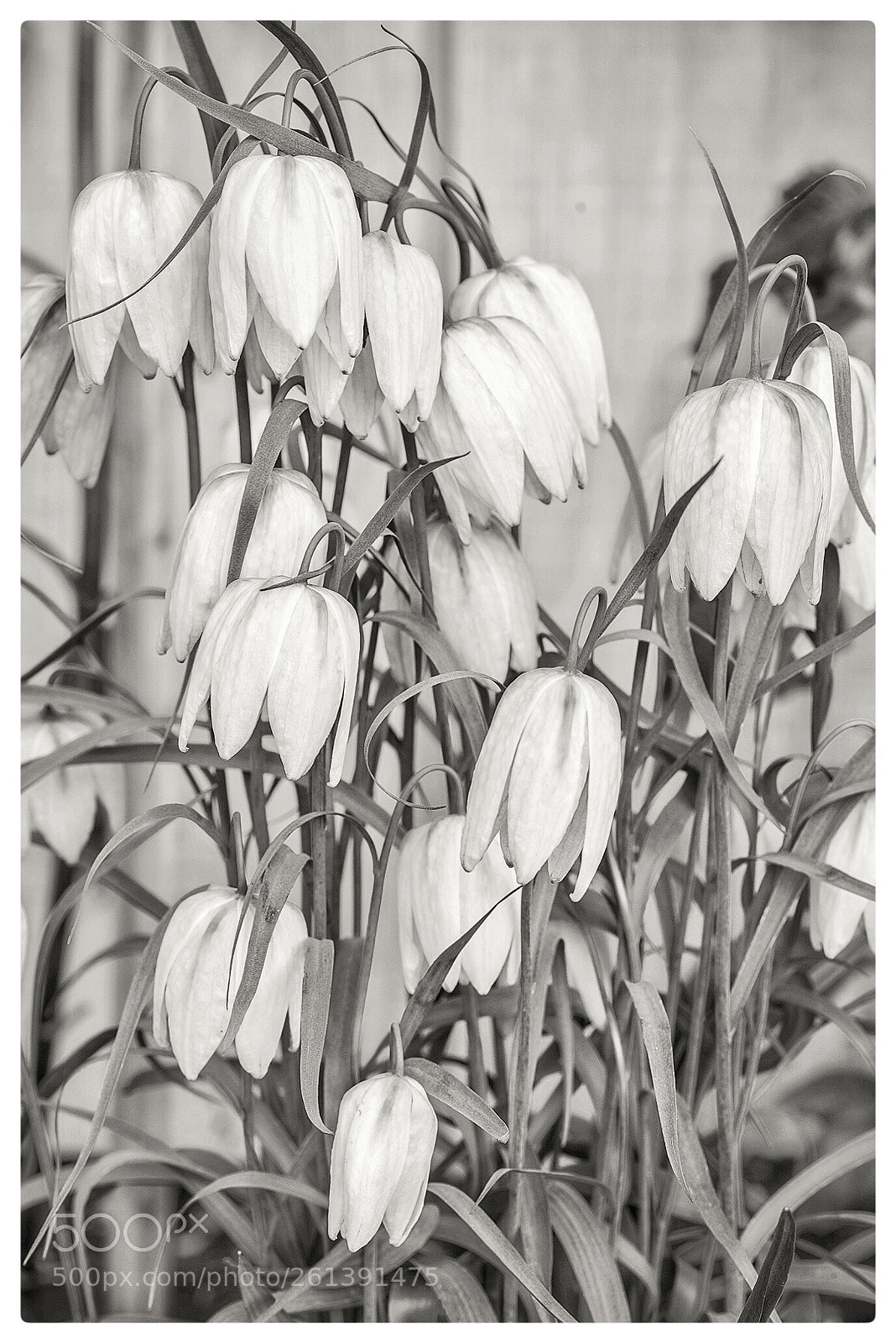 Pentax K-1 sample photo. Tear drop tulips  photography