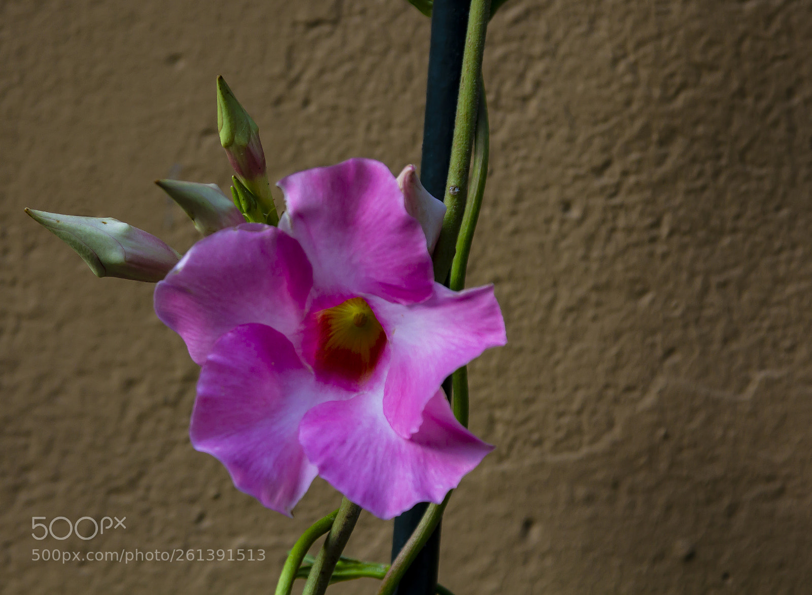 Canon EOS 60D sample photo. Flower and wall photography