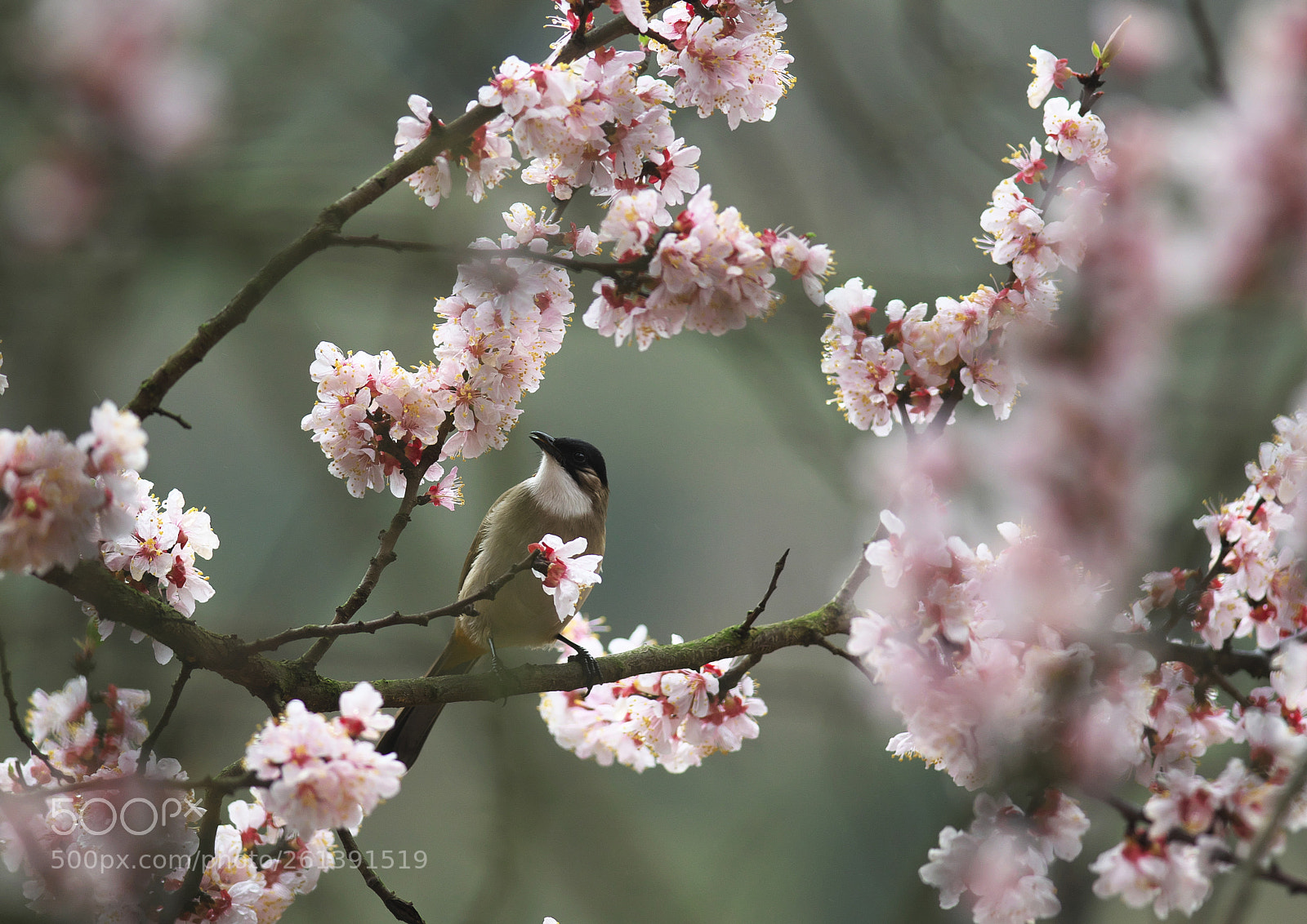 Nikon D800 sample photo. 春意花鸟 photography