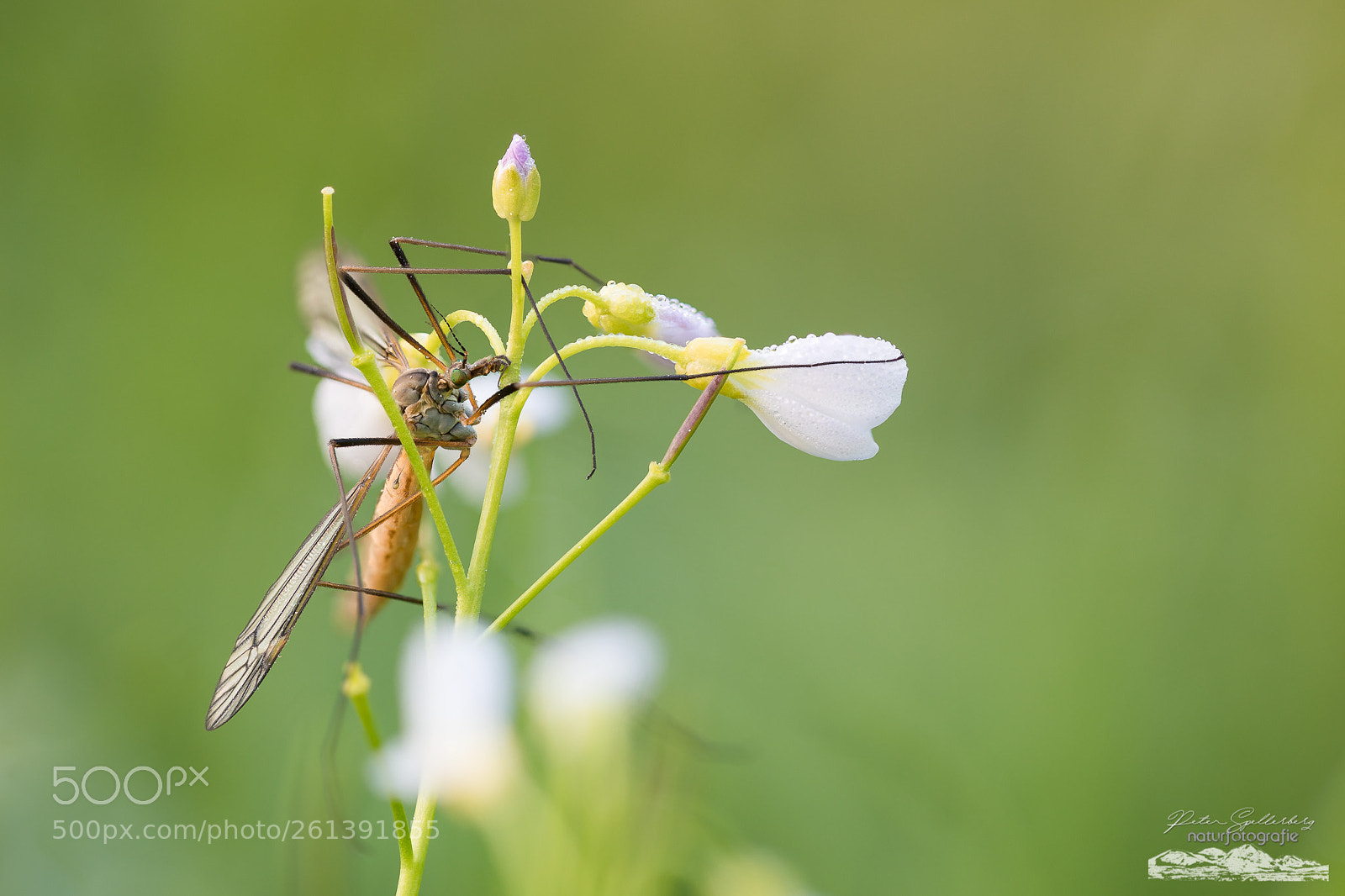 Canon EOS 5D Mark IV sample photo. Tipula stack photography